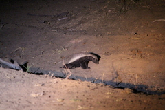 Mellivora capensis