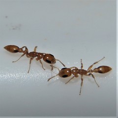 Pseudomyrmex simplex