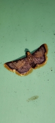 Hypsopygia mauritialis