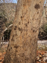 Platanus wrightii