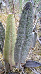 Elaphoglossum engelii