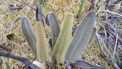 Elaphoglossum engelii