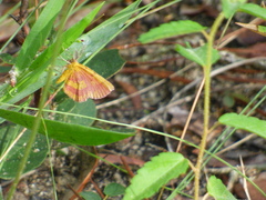 Image of Erastria coloraria
