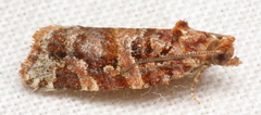 Argyrotaenia tabulana
