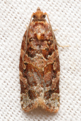 Argyrotaenia tabulana