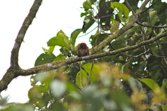 Glaucidium nubicola