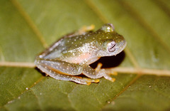 Sachatamia albomaculata