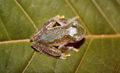 Sachatamia albomaculata