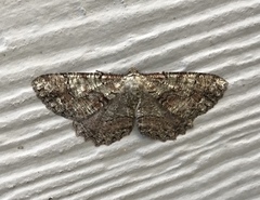 Cymatophora approximaria