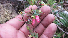 Disterigma empetrifolium