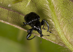 Attelabinae