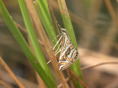 Anydraula glycerialis