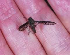 Aleucosia danielsorum