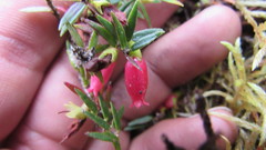 Disterigma empetrifolium