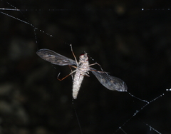 Aleucosia danielsorum