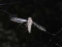 Aleucosia danielsorum