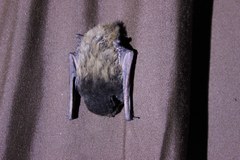 Chalinolobus gouldii