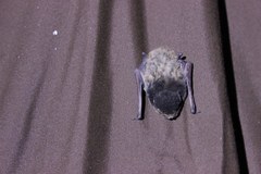 Chalinolobus gouldii