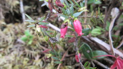 Disterigma empetrifolium