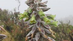 Puya nitida