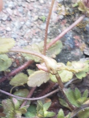 Sorosphaerula veronicae