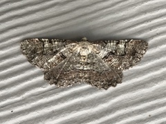 Cymatophora approximaria