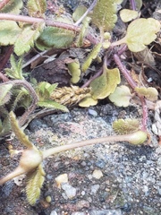 Sorosphaerula veronicae