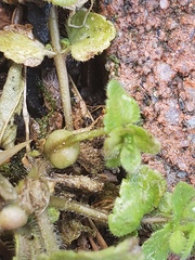 Sorosphaerula veronicae