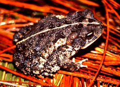 Incilius coccifer