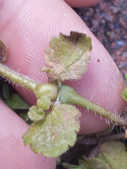 Sorosphaerula veronicae