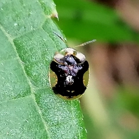Microctenochira diabolica