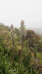 Puya nitida