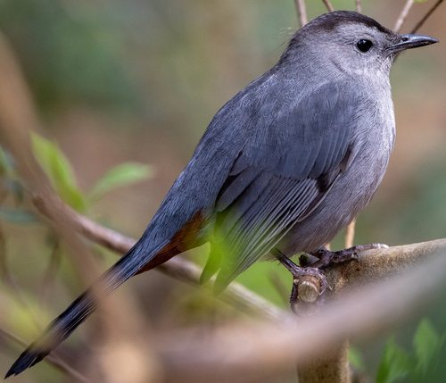 Gray Catbird photographed in South Carolina