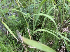 Conradina verticillata