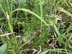 Conradina verticillata