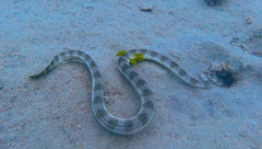 Hydrophis lapemoides