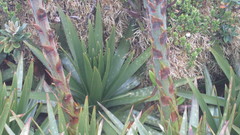 Puya nitida