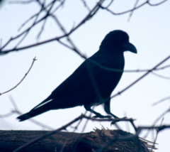 Corvus macrorhynchos