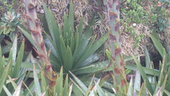 Puya nitida