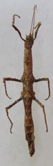 Rhynchacris
