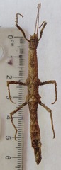 Rhynchacris