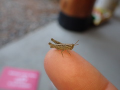 Psoloessa delicatula