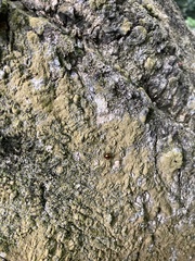 Derispia maculipennis