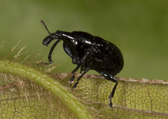 Attelabinae