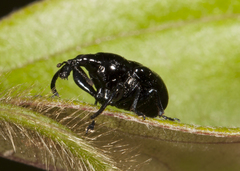 Attelabinae