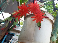 Rhipsalidopsis gaertneri