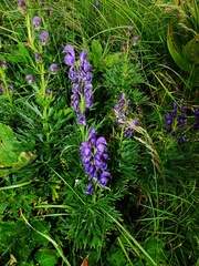 Aconitum burnatii