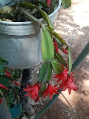 Rhipsalidopsis gaertneri