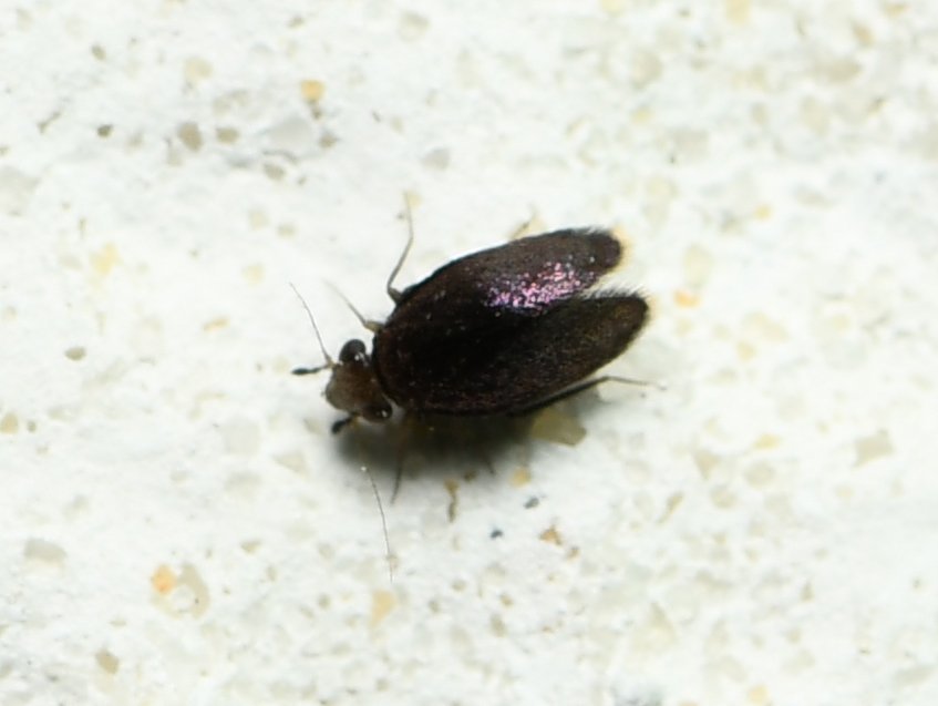 Soa flaviterminata