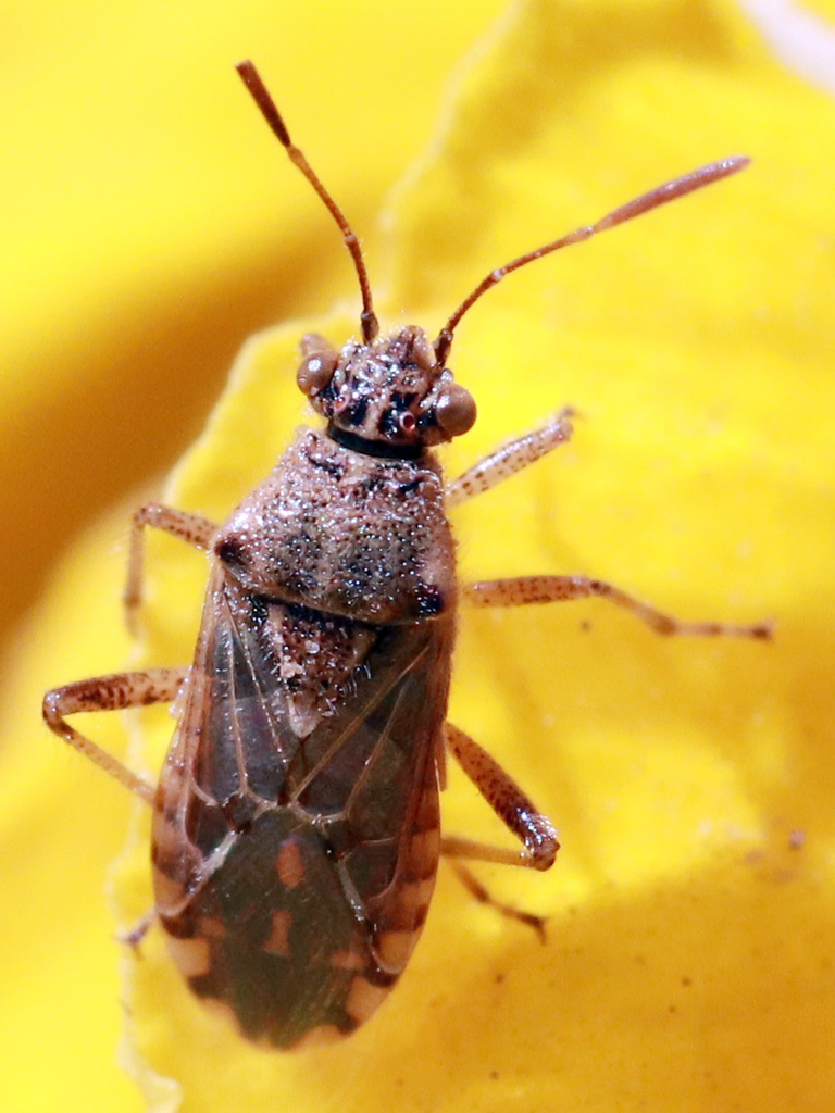 Hyaline Grass Bug